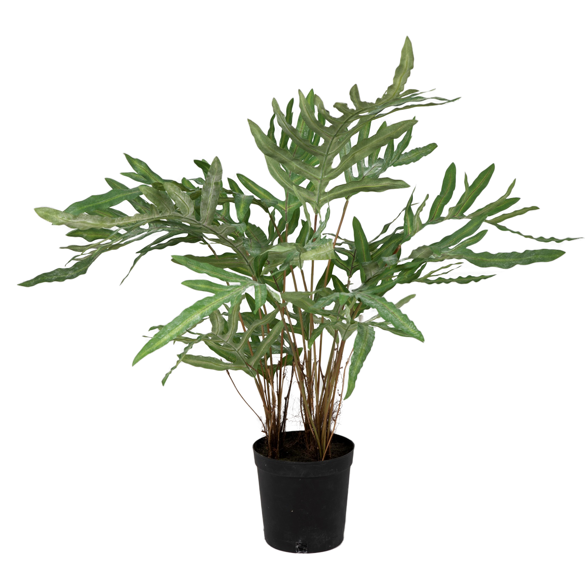Viv! Home Luxuries Blauwvaren (Phlebodium) - kunstplant - groen - 80cm